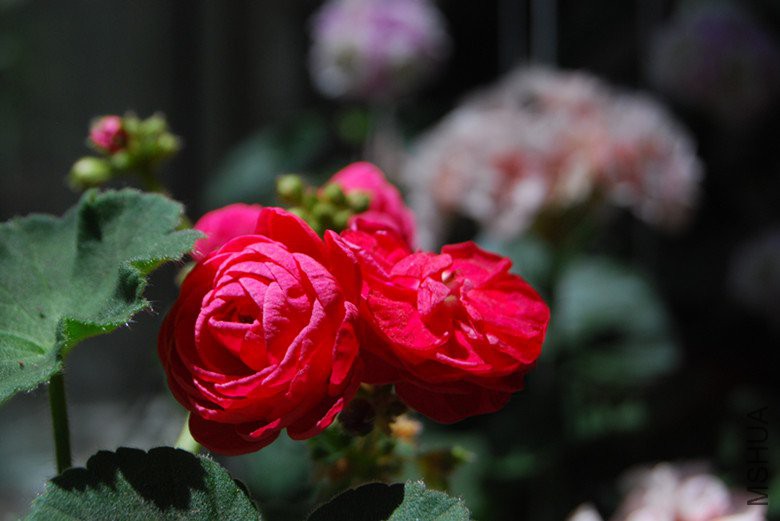 dsc_0028.jpg