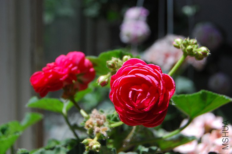 dsc_0026.jpg