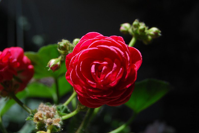 dsc_0031.jpg