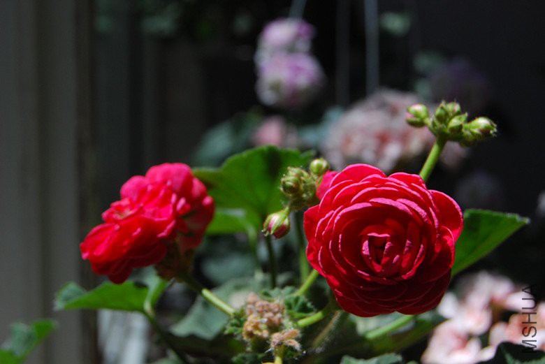 dsc_0029.jpg