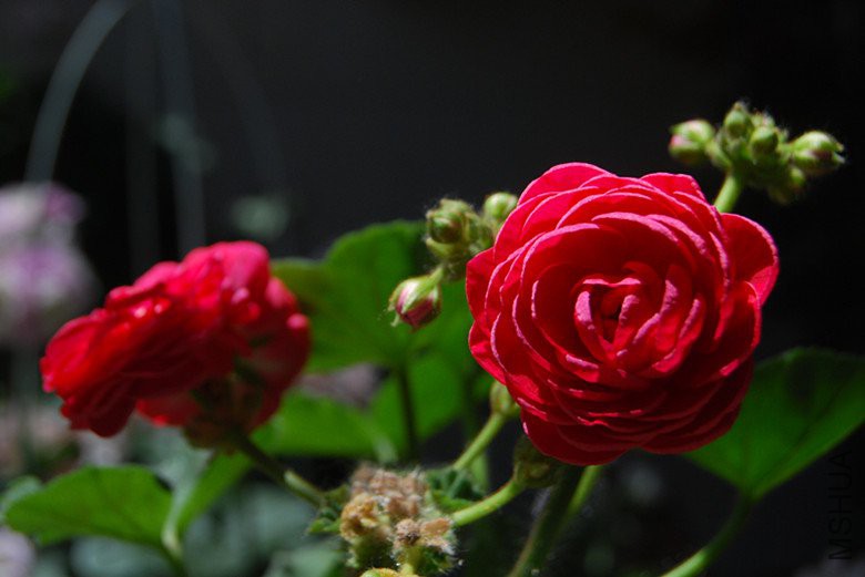 dsc_0032.jpg