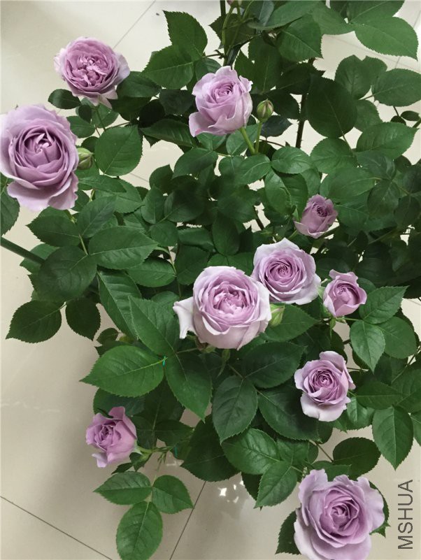 ���� (2).JPG