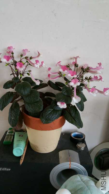 20180627_153031.jpg