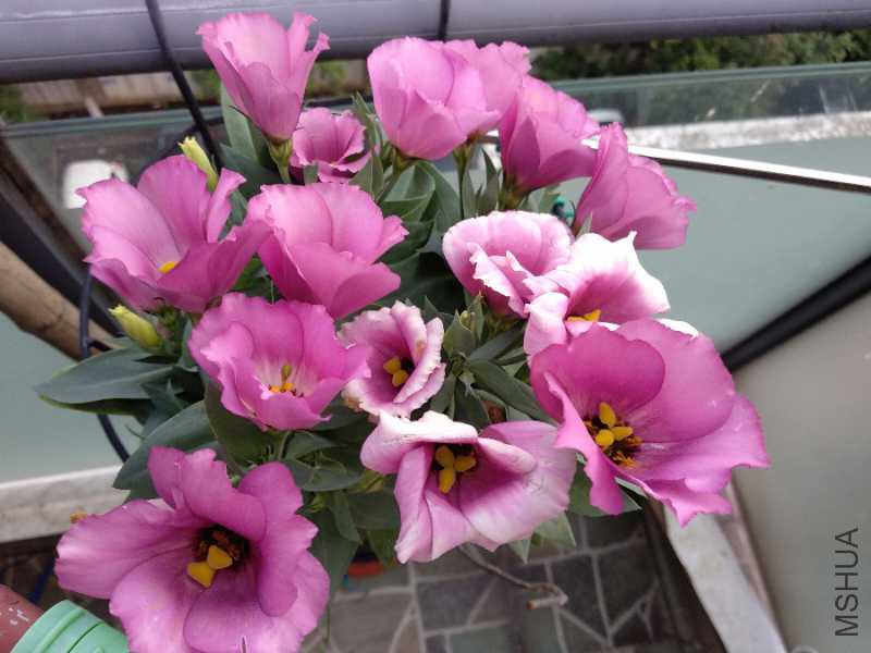 IMG_20180629_181610.jpg