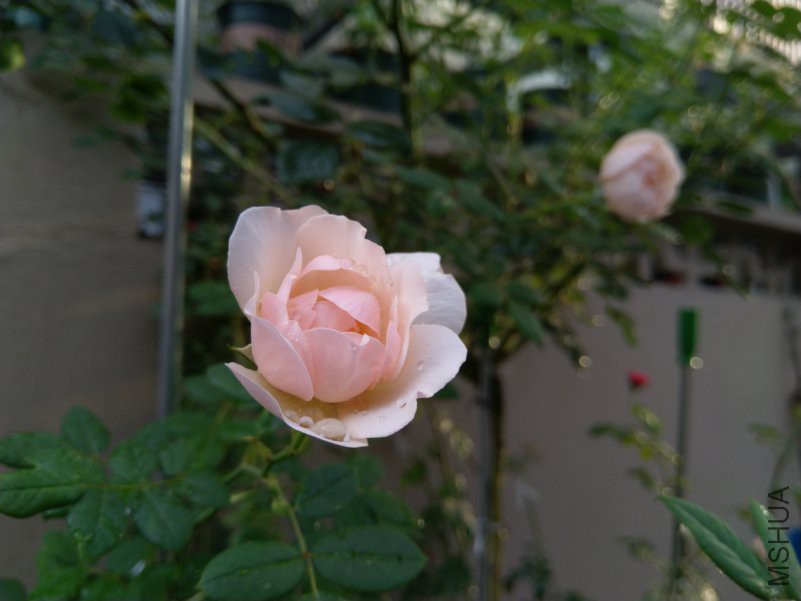 IMG_20180628_180438.jpg