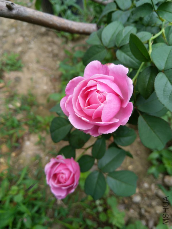 IMG_20180630_070112.jpg