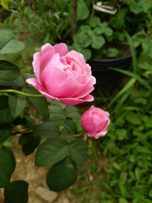IMG_20180630_070253.jpg