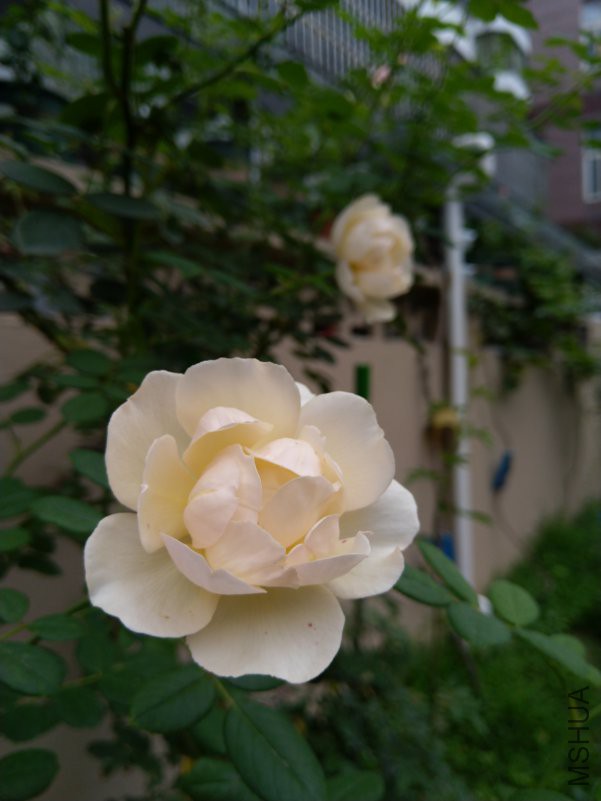 IMG_20180630_071245.jpg