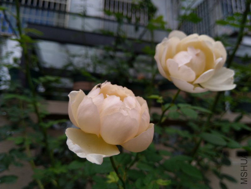 IMG_20180630_071257.jpg