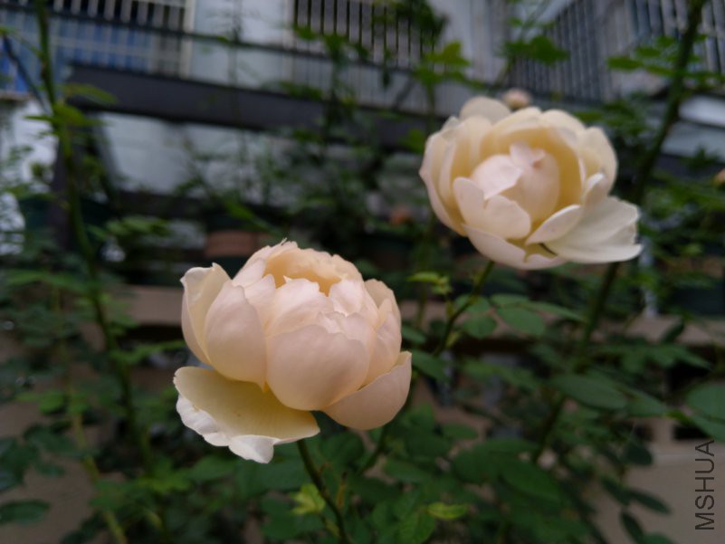 IMG_20180630_071259.jpg