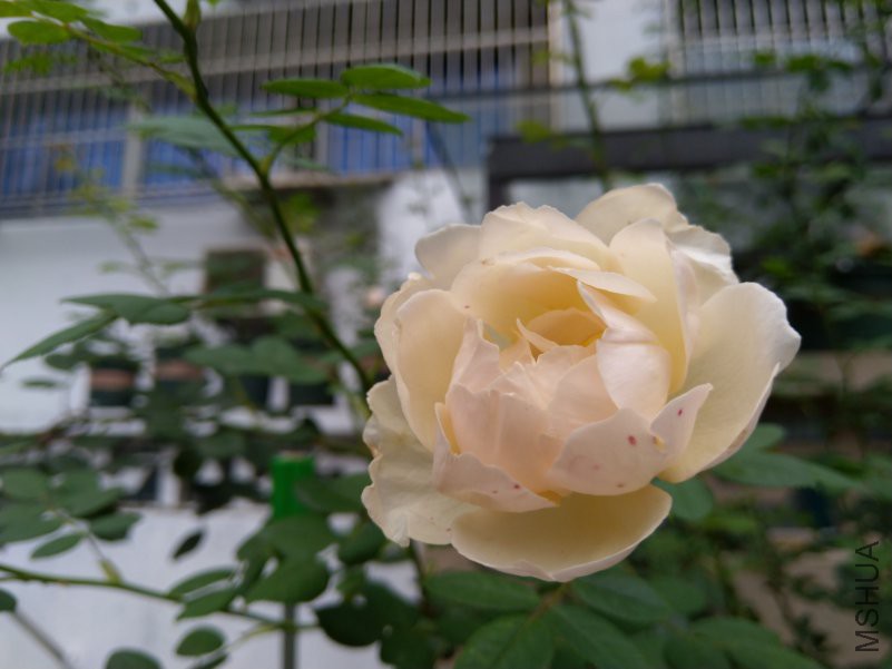 IMG_20180630_071307.jpg