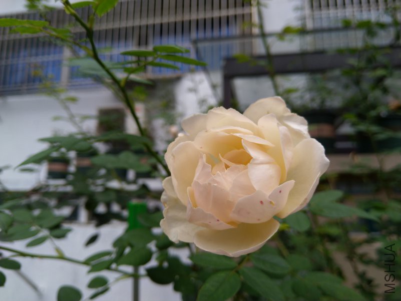 IMG_20180630_071309.jpg