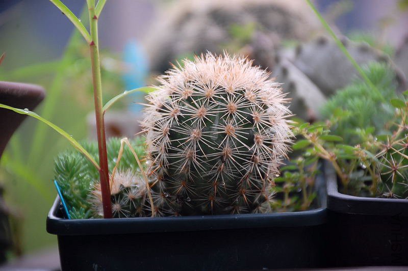 DSC_37280215.JPG