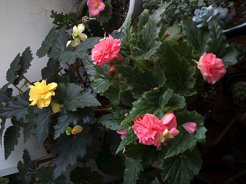 DSCF0003 (3)_����.jpg