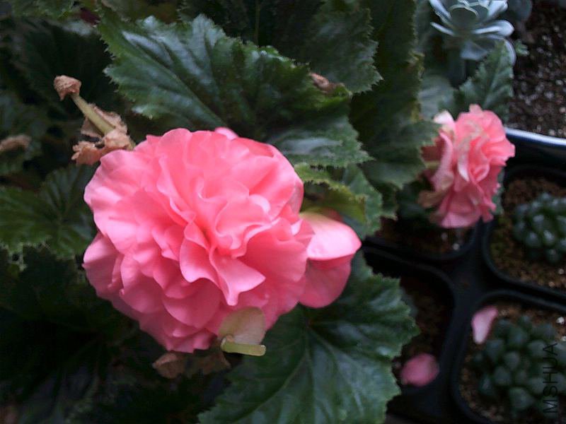 DSCF0008 (2)_����.jpg