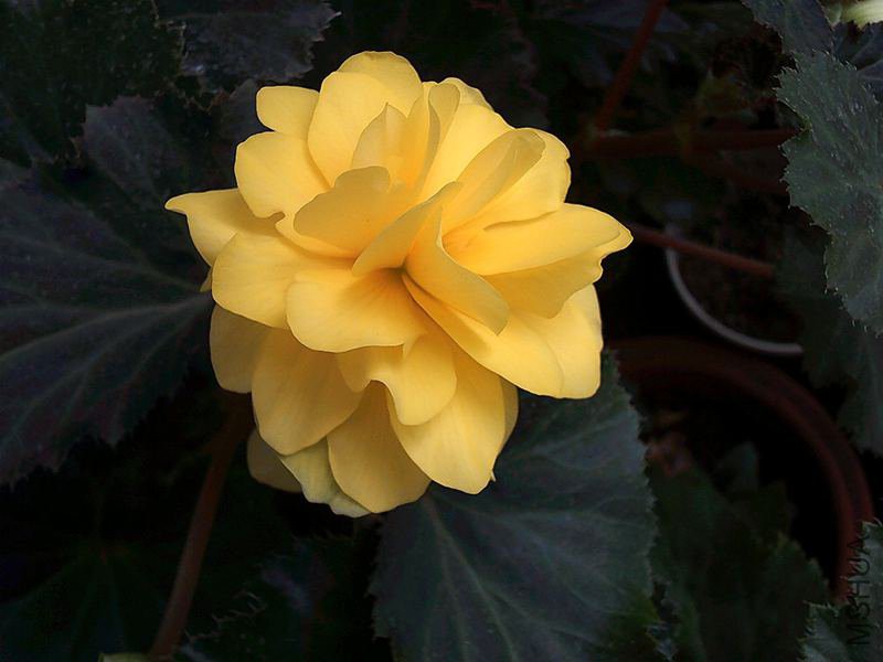 DSCF0007 (4)_����.jpg