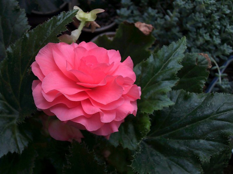 DSCF0006 (5)_����.jpg