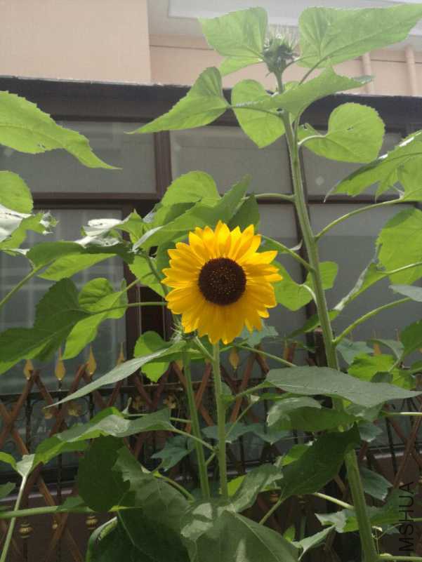 IMG_20180704_111634.jpg