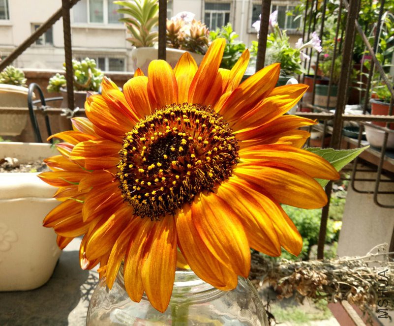 IMG_20180704_105532.jpg