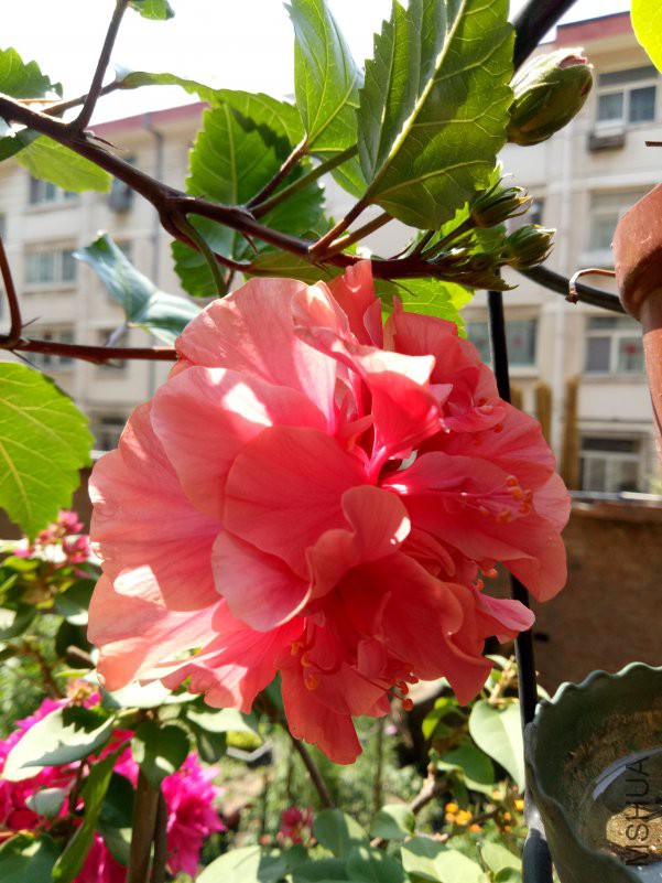 IMG20180701101352.jpg