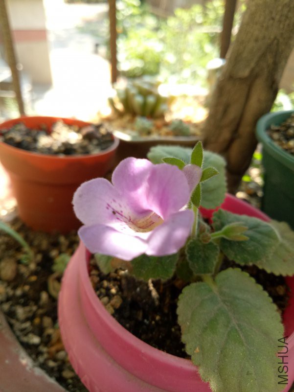 IMG20180701101436.jpg