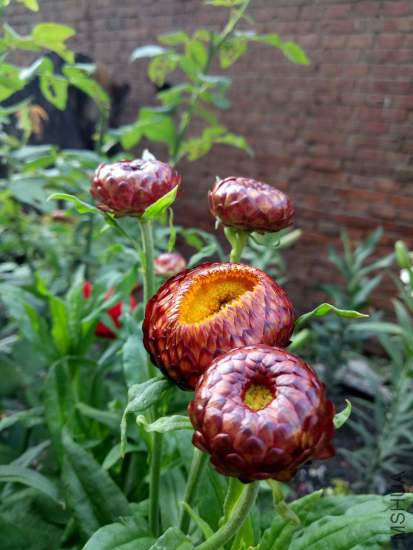 IMG20180701064511.jpg