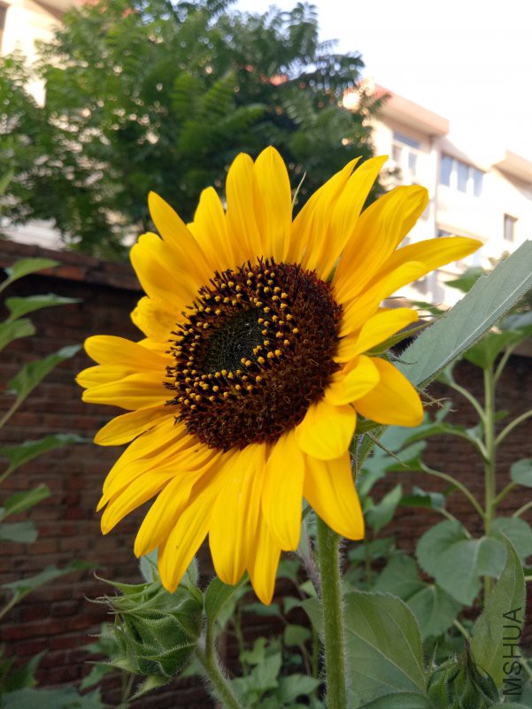 IMG20180701064423.jpg