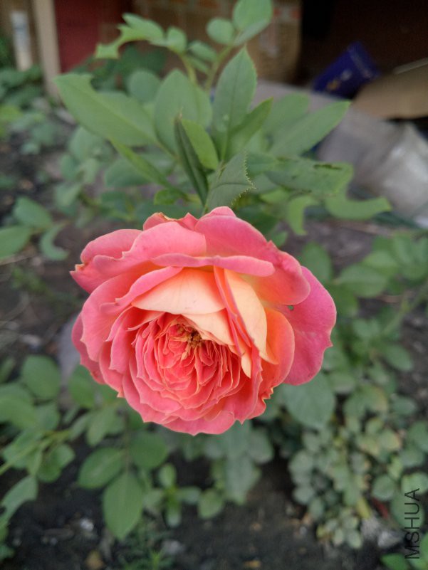 IMG20180701064353.jpg
