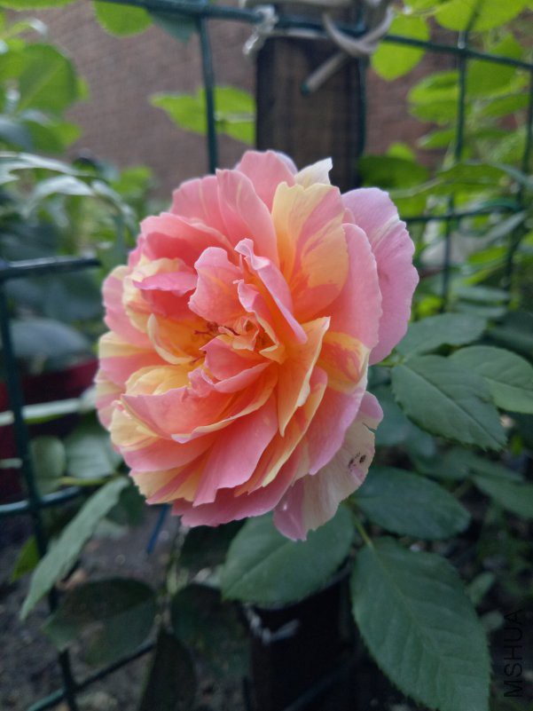 IMG20180701064325.jpg