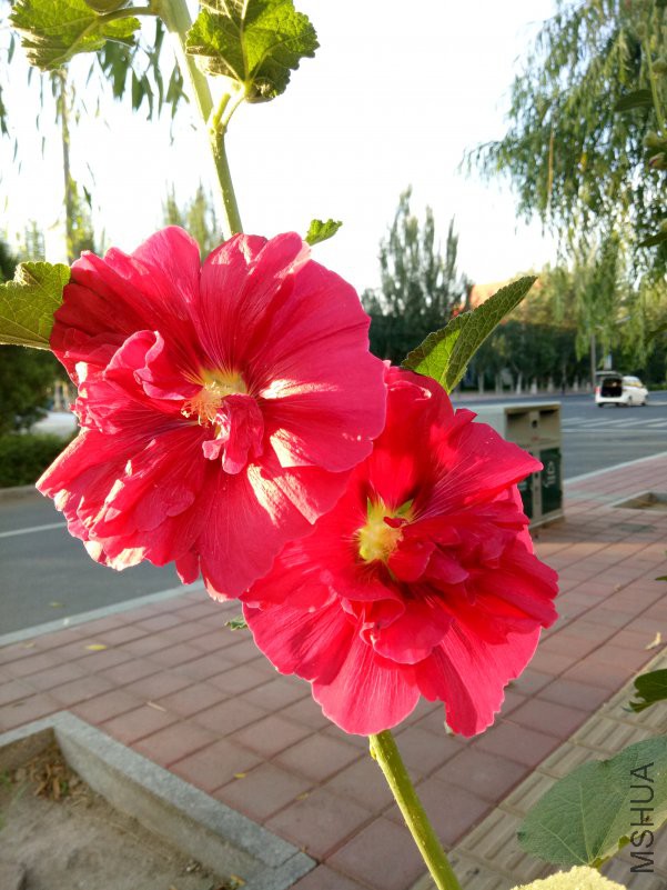 IMG20180629055635.jpg