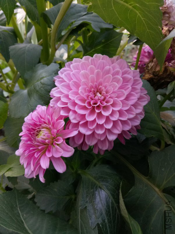 IMG20180629073956.jpg