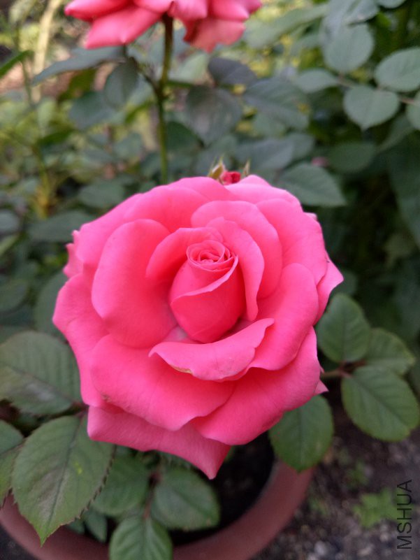 IMG20180629074016.jpg