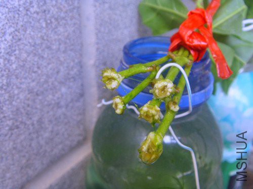 ���ڿ쳤����