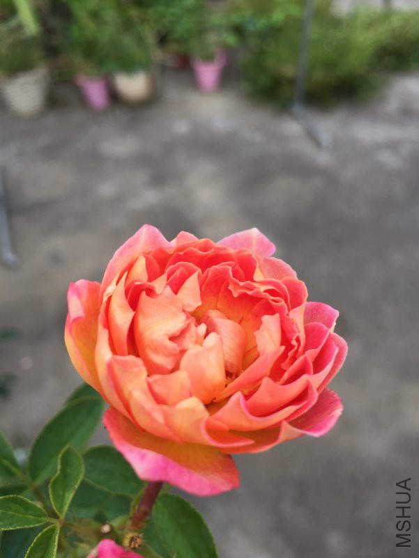 IMG_1033.JPG
