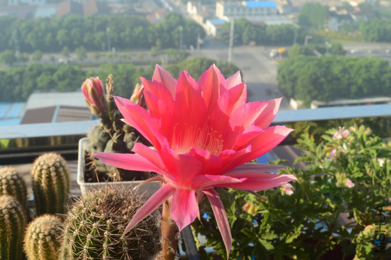 DSC_0139.JPG