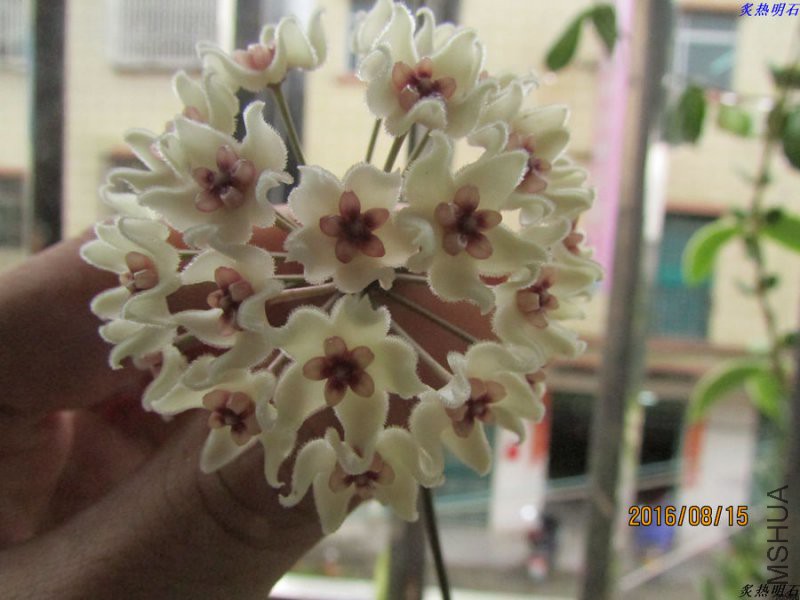 IMG_6336_nEO_IMG.jpg