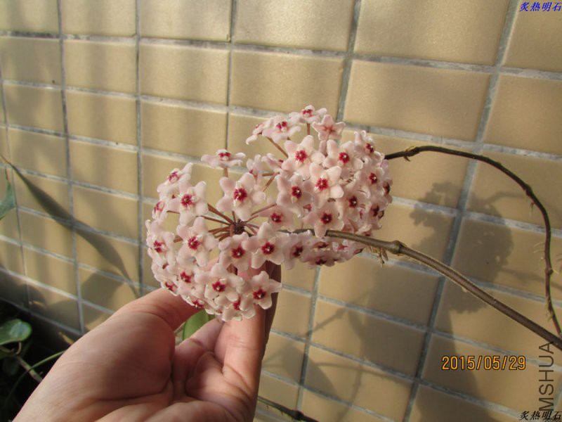 IMG_6812_nEO_IMG.jpg