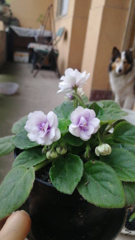 IMG20180706065401.jpg