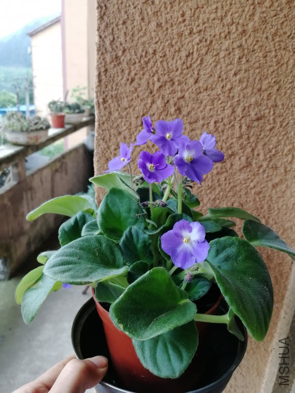 IMG_20180526_083612.jpg
