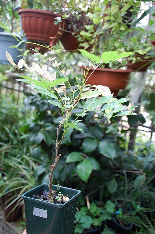DSC_40150132.JPG