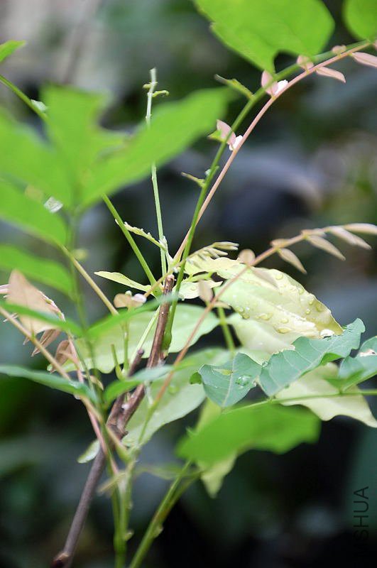 DSC_40180135.JPG