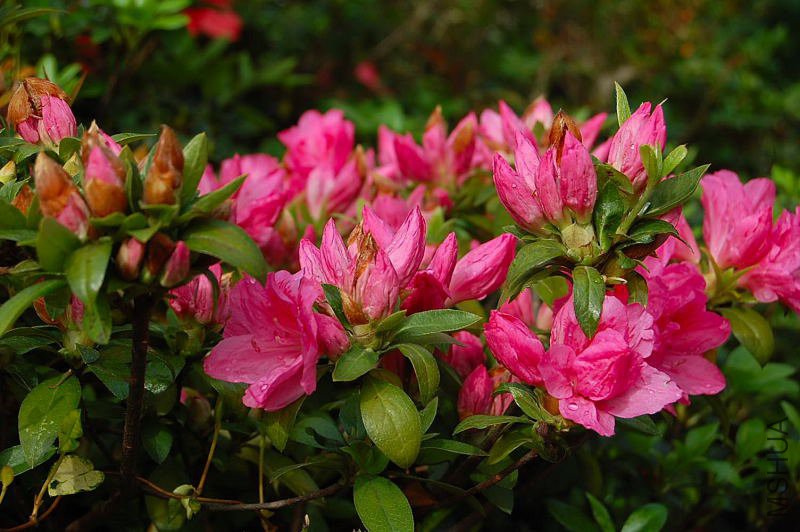 DSC_17530024.JPG