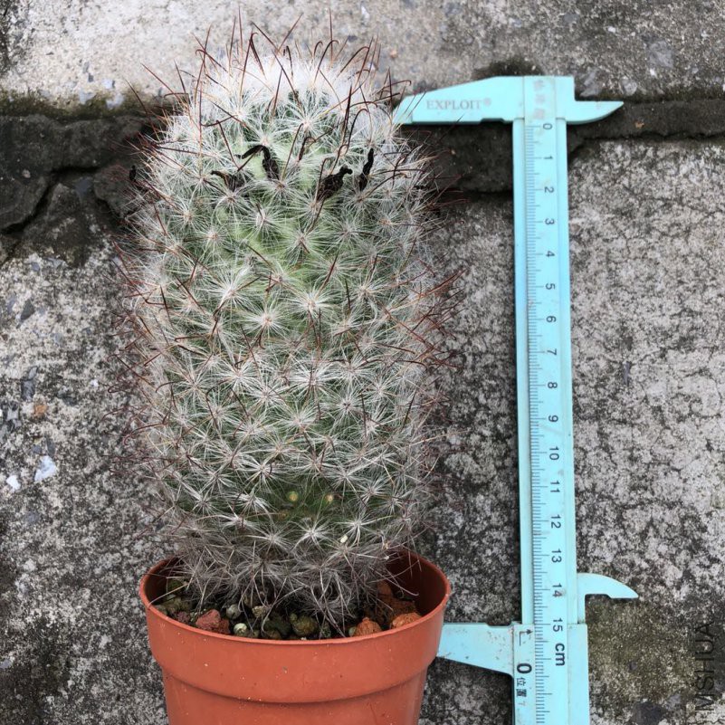���ε�1��