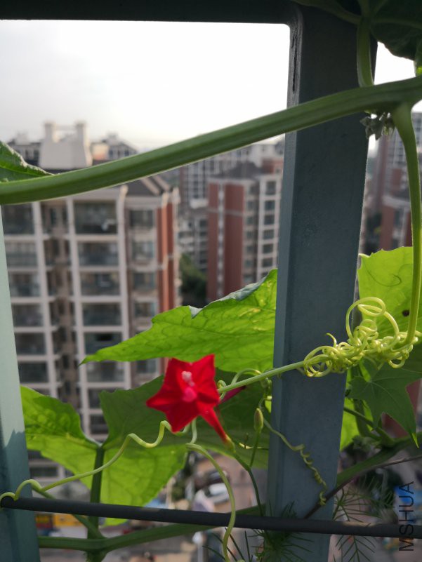 IMG_20180710_070043.jpg
