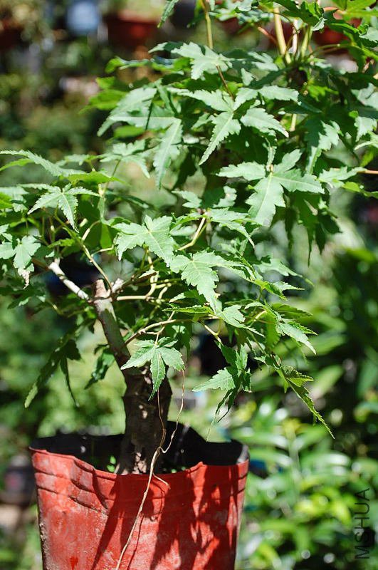 DSC_46440218.JPG