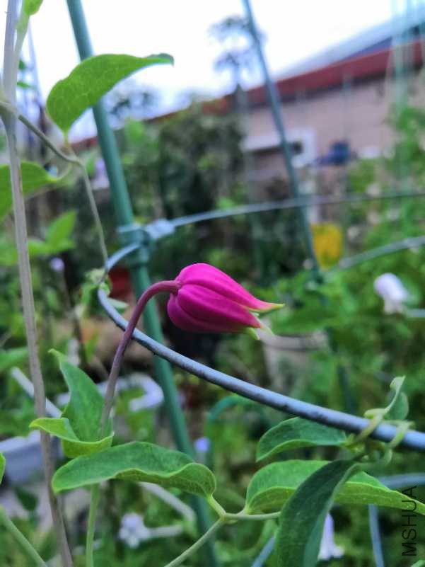 IMG_20180706_191554.jpg
