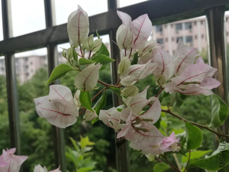 IMG_20180712_075735.jpg