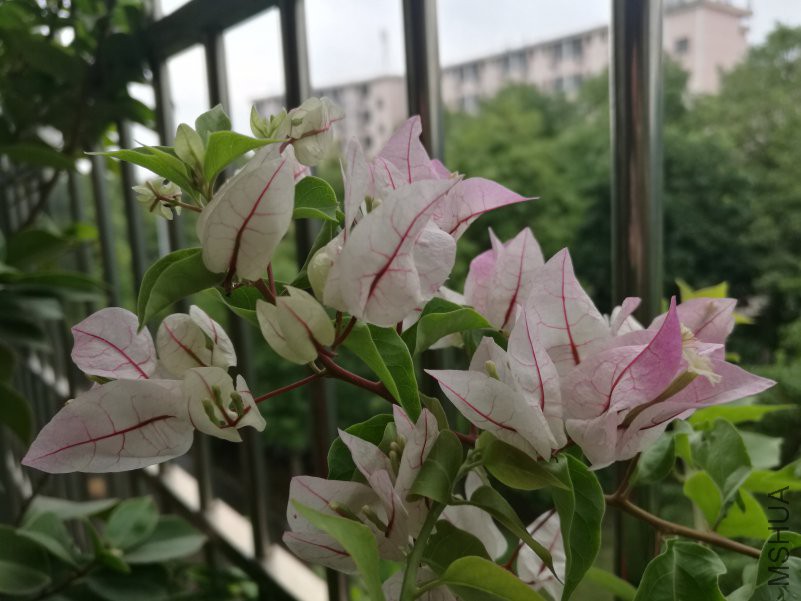 IMG_20180712_075832.jpg