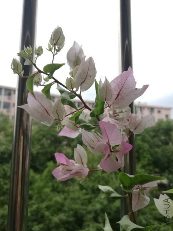 IMG_20180712_075940.jpg