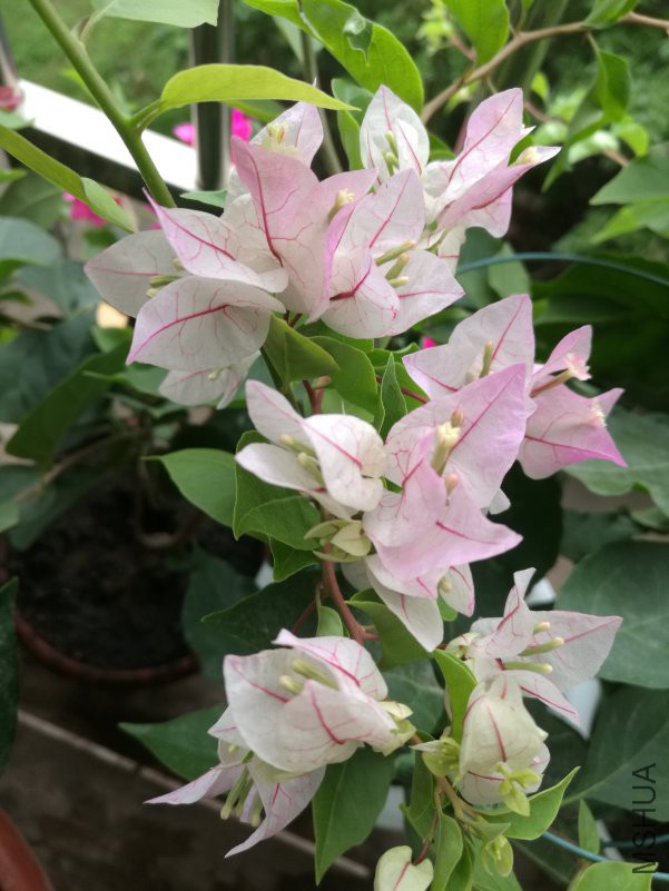 IMG_20180712_081522.jpg